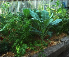 veg-garden